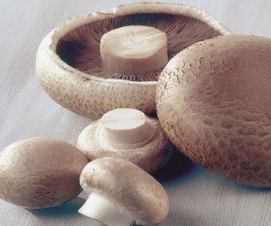 mushrooms mushrooms