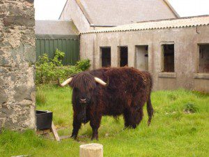highland-cows