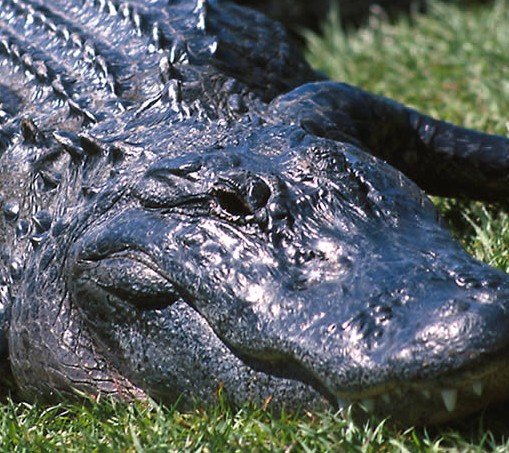 alligator
